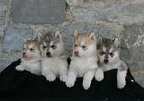 SIBERIAN HUSKY 1047